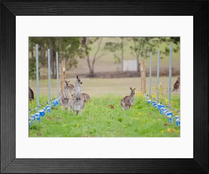 Framed Print : Kangaroos in vineyard