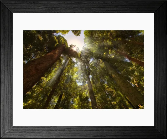 Framed Print : Rays of light shining through forest canopy