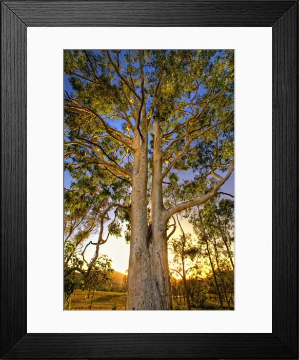Framed Print : Backlit giant gum tree Framed Print : Backlit giant gum tree