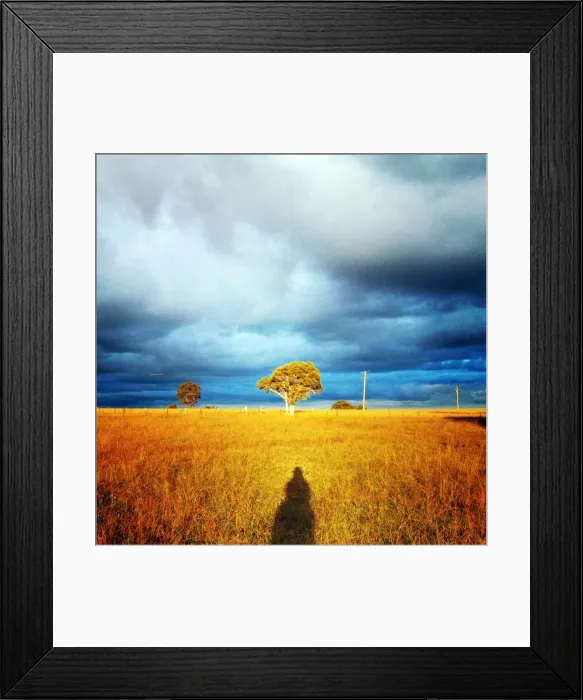 Framed Print : Sun shines on the golden grass in hunter valley Framed Print : Sun shines on the golden grass in hunter valley