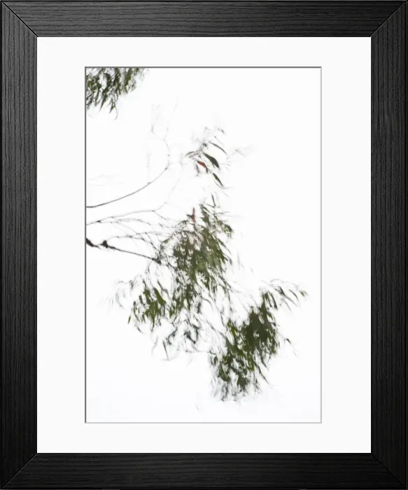 Framed Print : Leaves on a tree in wind, against a white sky Framed Print : Leaves on a tree in wind, against a white sky