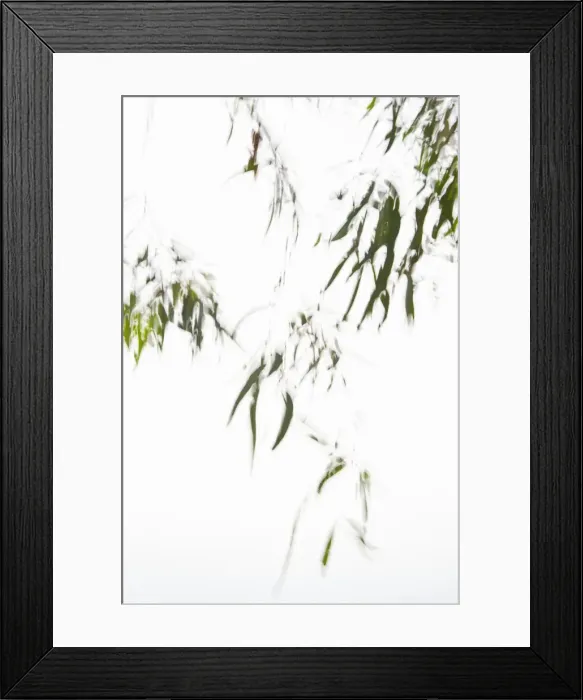 Framed Print : Leaves on a tree in wind, against a white sky