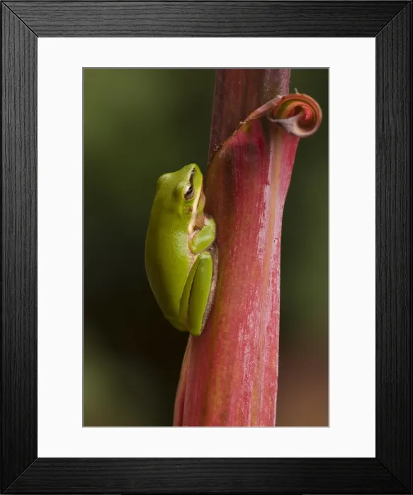Framed Print : Frog on leaf Framed Print : Frog on leaf