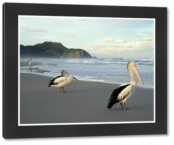 Pelicans on beach at sunset