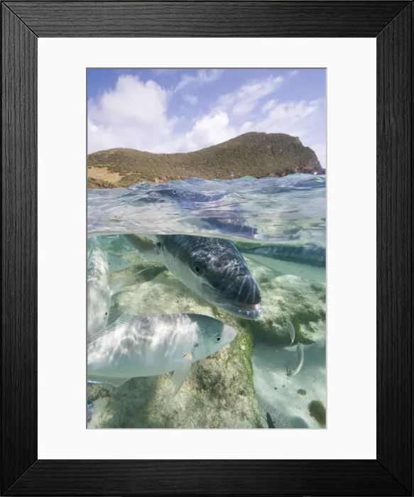 Framed Print : King fish at Neds Beach Framed Print : King fish at Neds Beach