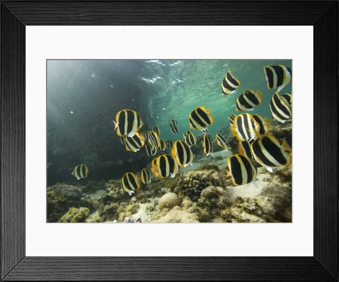 Framed Print : Reef Fish Lord Howe Island Framed Print : Reef Fish Lord Howe Island