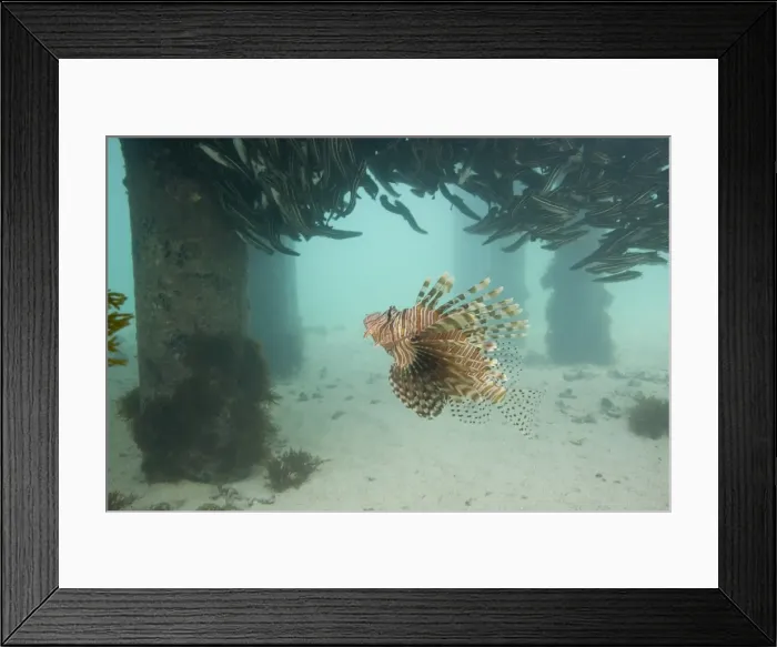 Framed Print : Lion Fish looking up at Catfish around jetty