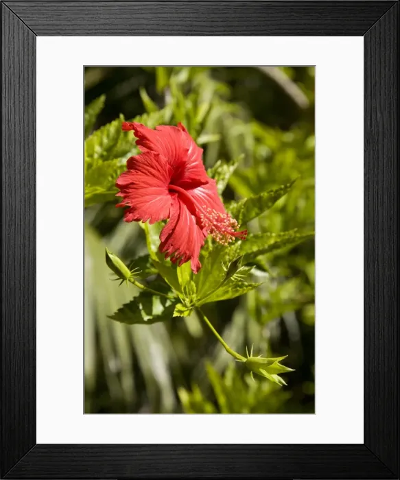 Framed Print : Hibiscus Flower on Lord Howe Island Framed Print : Hibiscus Flower on Lord Howe Island