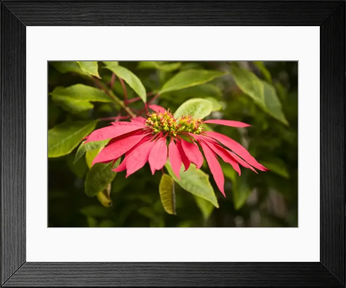 Framed Print : Poinsettia Flower on Lord Howe Island