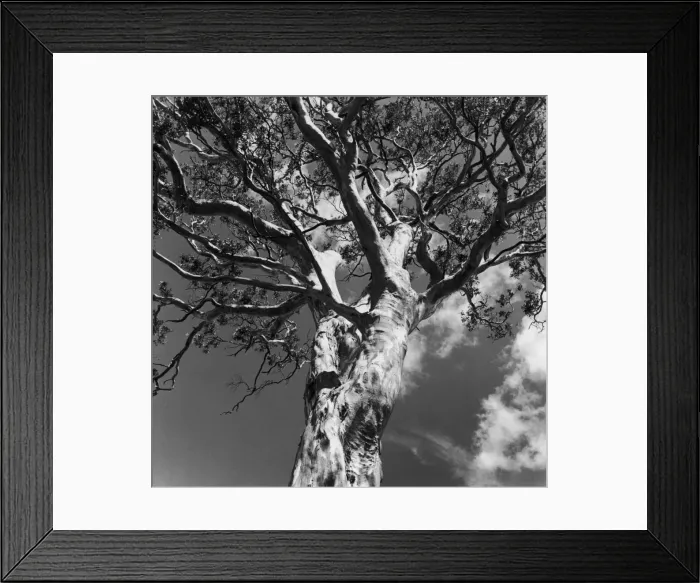 Framed Print : White Gum Tree Framed Print : White Gum Tree