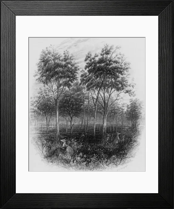 Framed Print : Queensland Bush Framed Print : Queensland Bush