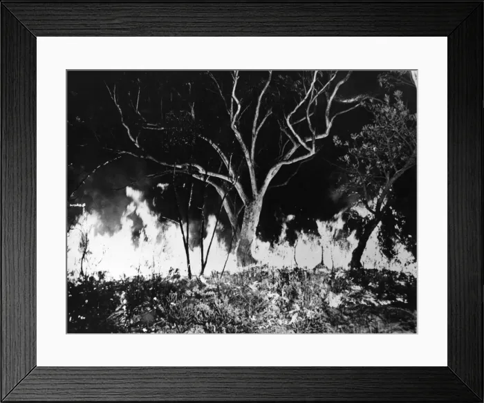 Framed Print : Bush Fire. circa 1965: A bush fire in Victoria, Australia Framed Print : Bush Fire. circa 1965: A bush fire in Victoria, Australia