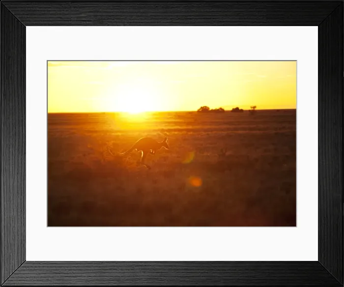 Framed Print : Australian kangaroo