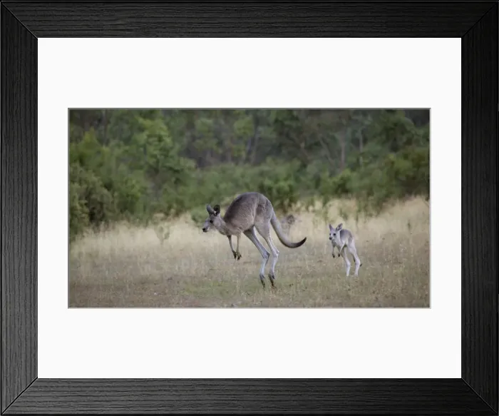 Framed Print : Baby kangaroo following its mother in Jindabyne, New South Wales, Australia Framed Print : Baby kangaroo following its mother in Jindabyne, New South Wales, Australia