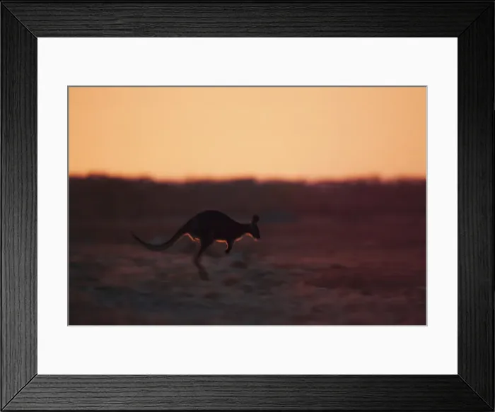 Framed Print : Red Kangaroo Jumping Framed Print : Red Kangaroo Jumping