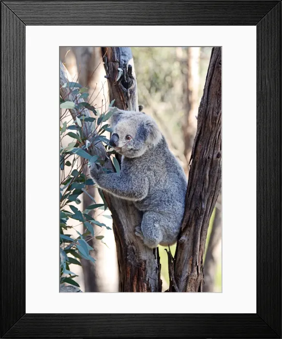 Framed Print : Koala in tree Framed Print : Koala in tree