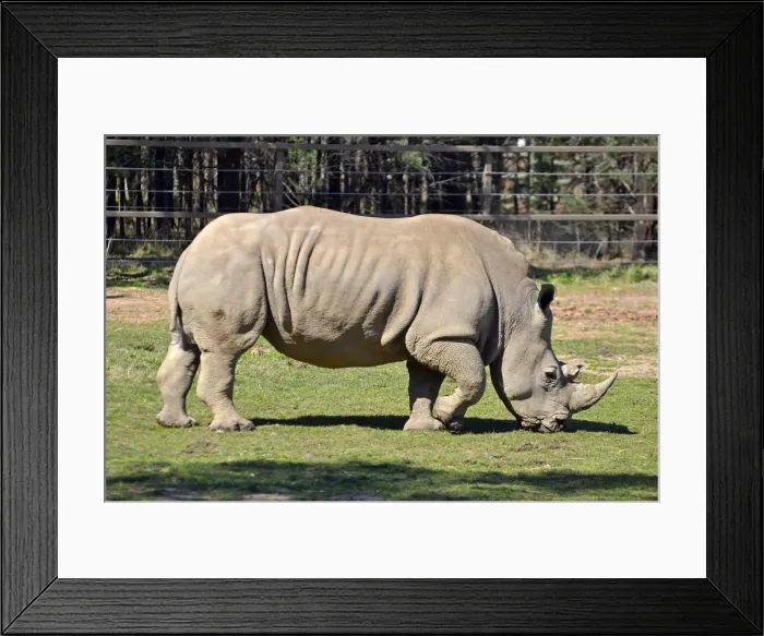 Framed Print : White Rhino Framed Print : White Rhino