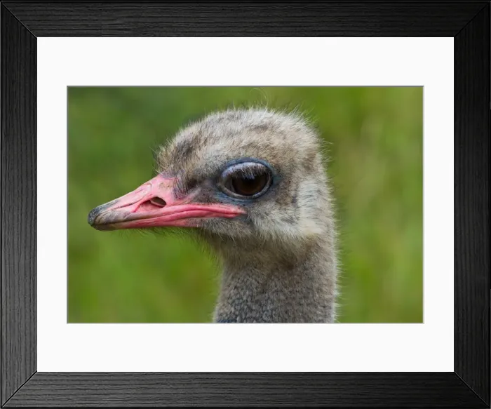 Framed Print : Ostrich. Close up head shot of an Ostrich Framed Print : Ostrich. Close up head shot of an Ostrich