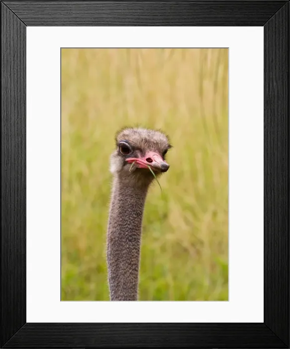 Framed Print : Ostrich. Head portrait of Ostrich eating grass Framed Print : Ostrich. Head portrait of Ostrich eating grass