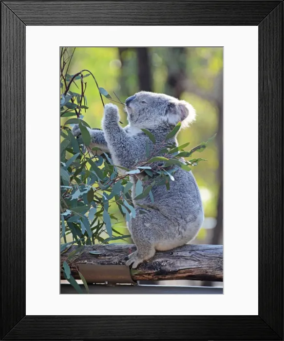 Framed Print : Koala in tree Framed Print : Koala in tree