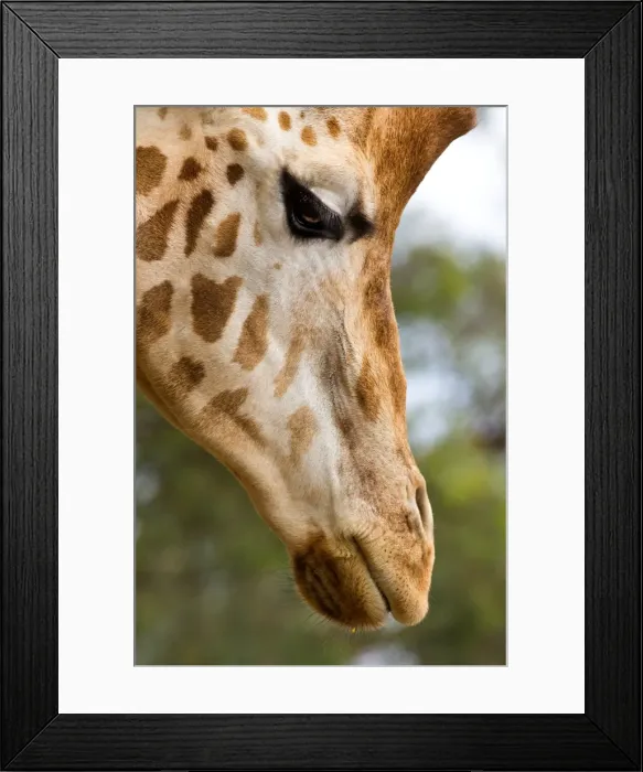 Framed Print : Soulful and moody