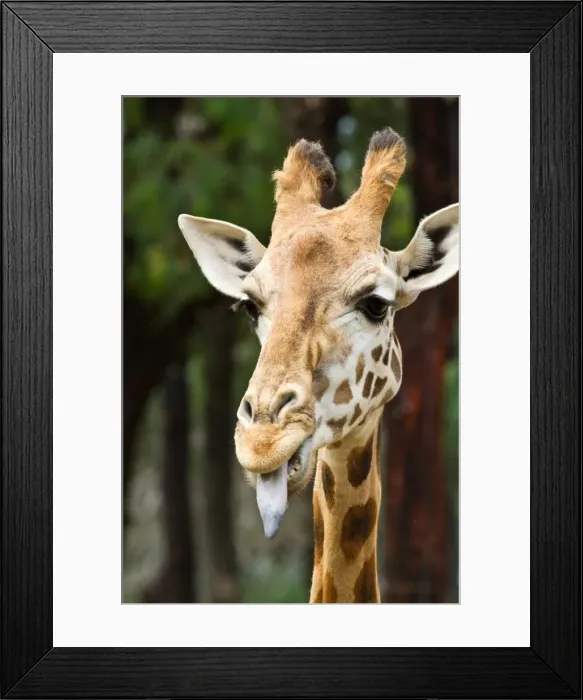Framed Print : Cheeky and naughty Framed Print : Cheeky and naughty
