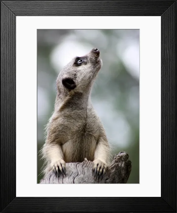 Framed Print : looking Up Framed Print : looking Up