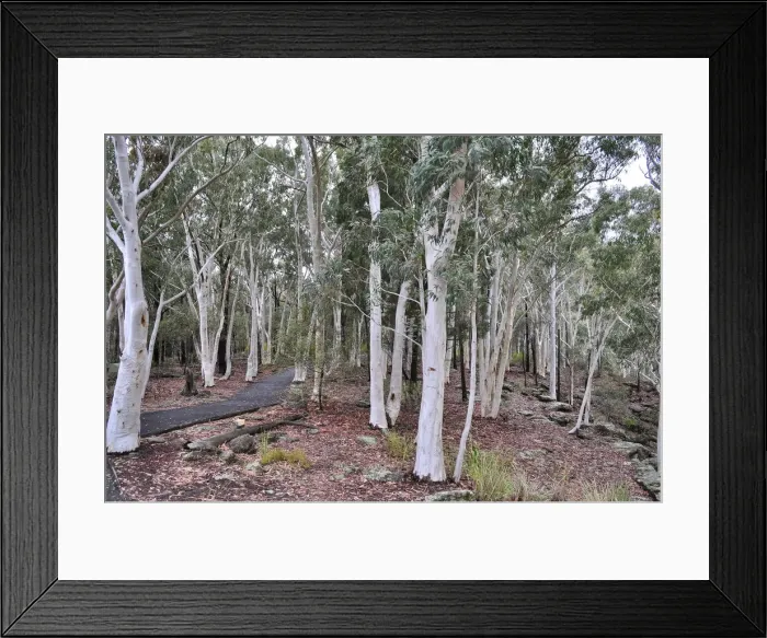 Framed Print : White gums Framed Print : White gums