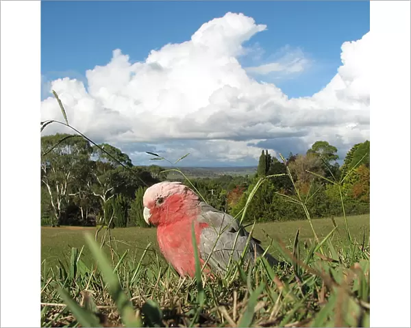 Galah. A galah searches for food in the grass at Armidale, under a threatening sky