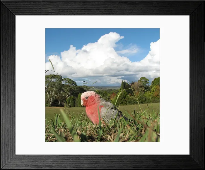Framed Print : Galah. A galah searches for food in the grass at Armidale, under a threatening sky Framed Print : Galah. A galah searches for food in the grass at Armidale, under a threatening sky