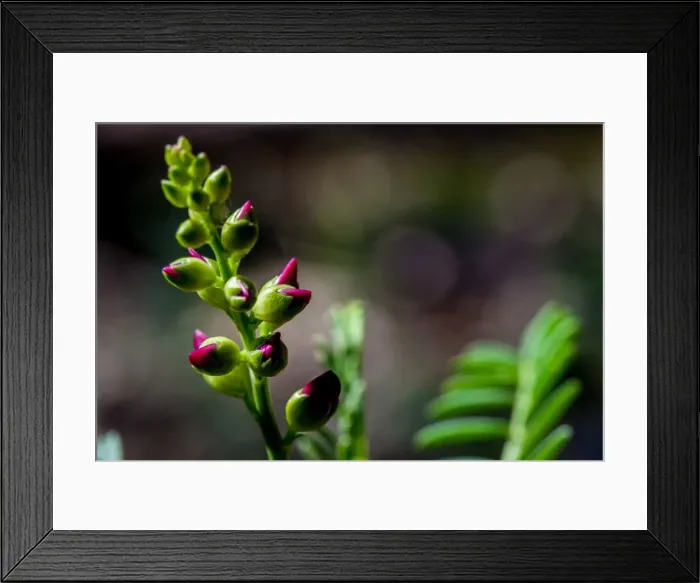Framed Print : Pink flower buds Framed Print : Pink flower buds