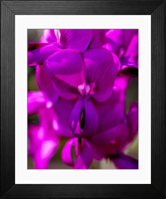 Framed Print : Purple flowers Framed Print : Purple flowers
