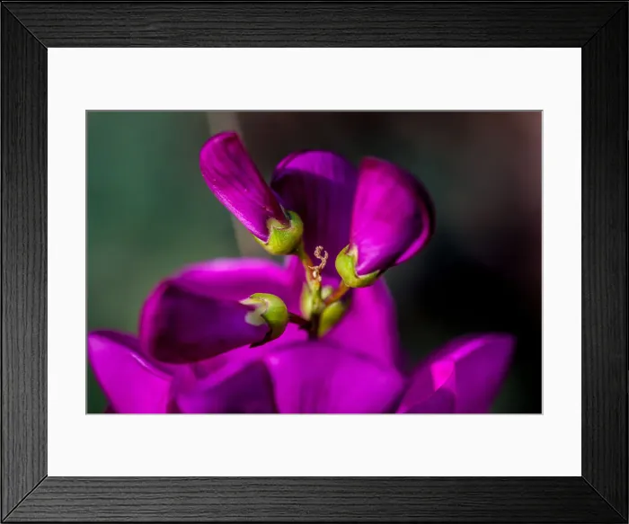 Framed Print : Purple flower Framed Print : Purple flower