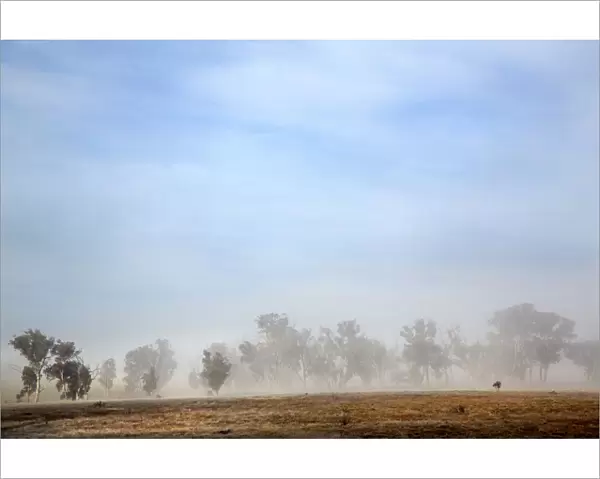 Australian native trees in fog