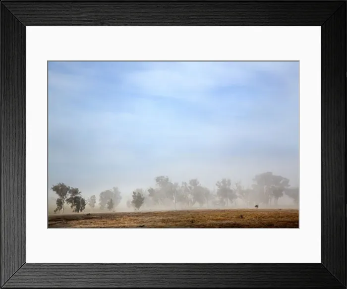 Framed Print : Australian native trees in fog Framed Print : Australian native trees in fog