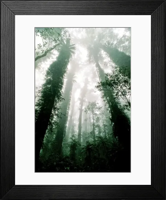 Framed Print : Tropical rain forest