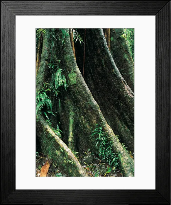 Framed Print : Butresses of giant rainforest tree, Dorrigo National Park, New South Wales, Australia