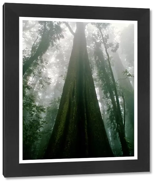 Dorrigo rain forest