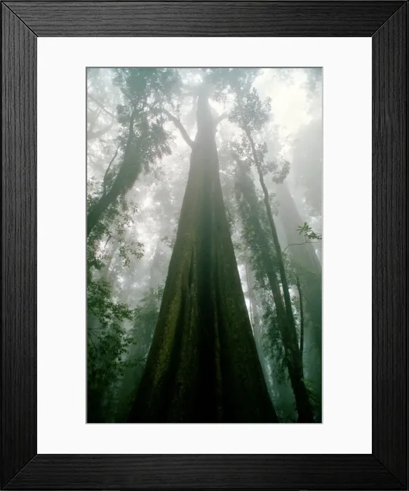 Framed Print : Dorrigo rain forest Framed Print : Dorrigo rain forest