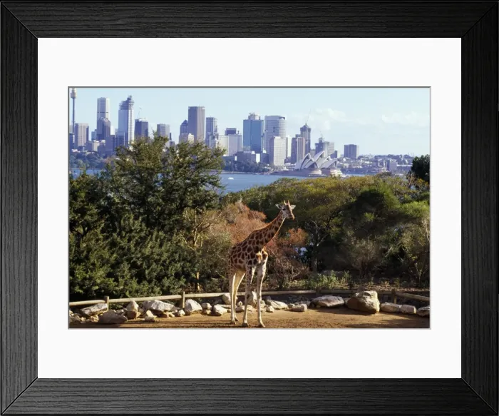 Framed Print : Giraffe in Zoo