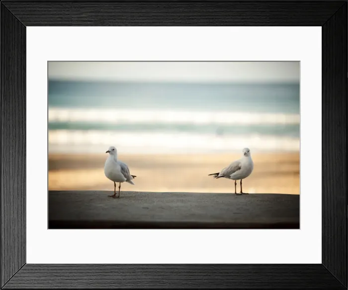 Framed Print : Pigeons in Manly Beach Framed Print : Pigeons in Manly Beach