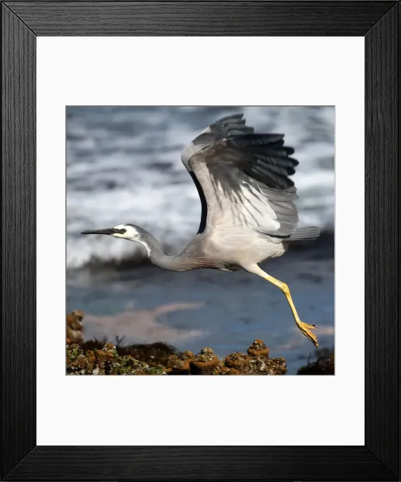 Framed Print : White faced heron Framed Print : White faced heron