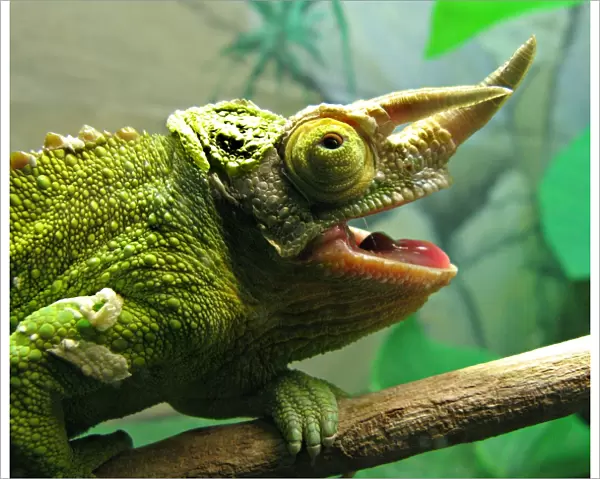 Horned Chameleon Lizard