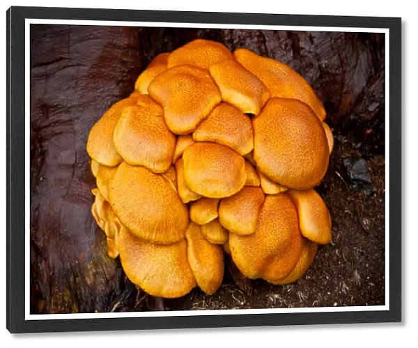 Orange Fungi on tree in Tasmania
