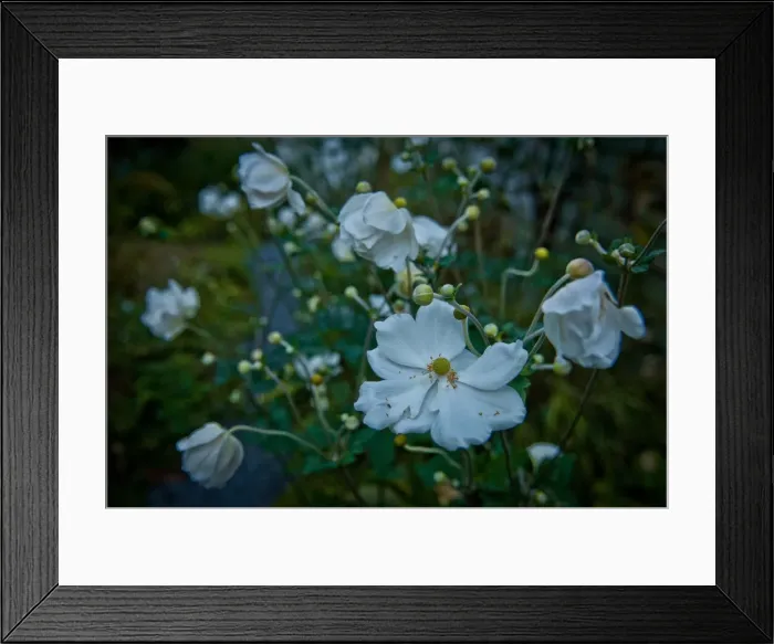 Framed Print : Windflowers Framed Print : Windflowers