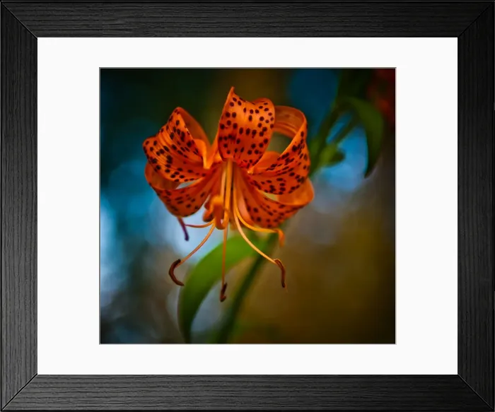 Framed Print : Lillium. Tiger Lily in full bloom Framed Print : Lillium. Tiger Lily in full bloom