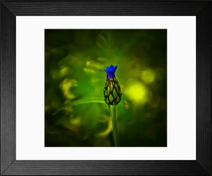 Framed Print : Perennial cornflower Framed Print : Perennial cornflower
