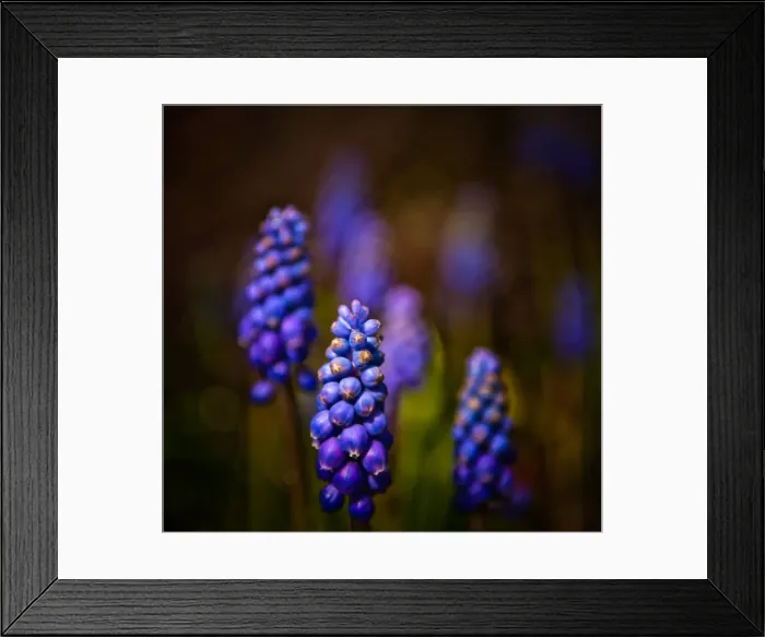 Framed Print : Purple grape flowers Framed Print : Purple grape flowers