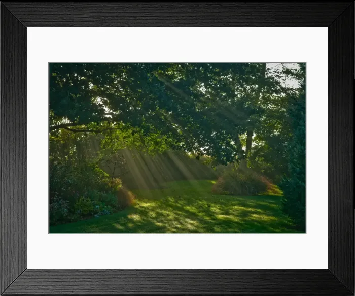 Framed Print : Mist and sunlight in garden