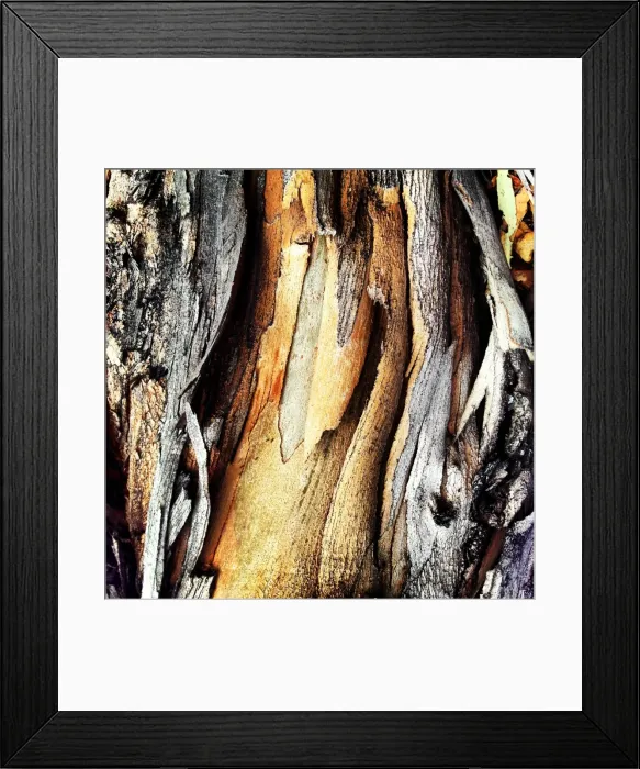 Framed Print : Close up image of colourful bark on a tree Framed Print : Close up image of colourful bark on a tree